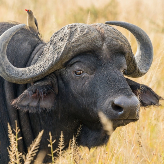 Buffalo - er på dansk, et ølspil og på engelsk en bøffel